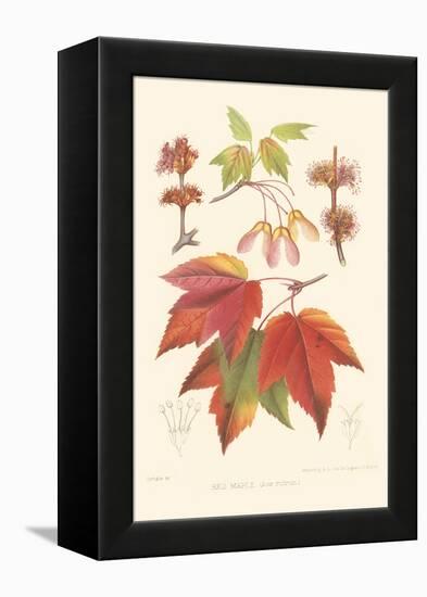 Red Maple-Sprague-Framed Stretched Canvas