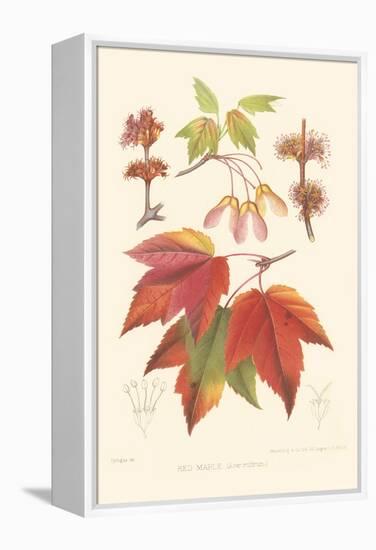 Red Maple-Sprague-Framed Stretched Canvas