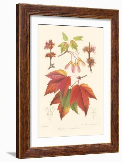 Red Maple-Sprague-Framed Art Print