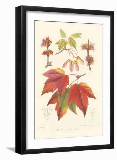 Red Maple-Sprague-Framed Art Print