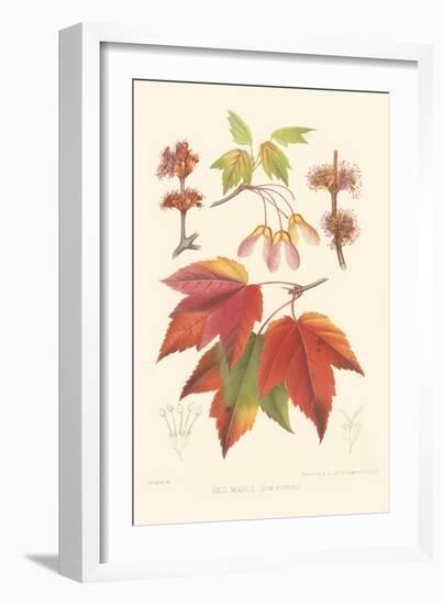 Red Maple-Sprague-Framed Art Print