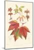 Red Maple-Sprague-Mounted Art Print