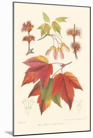Red Maple-Sprague-Mounted Art Print