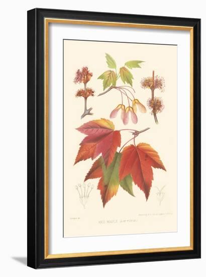 Red Maple-Sprague-Framed Art Print