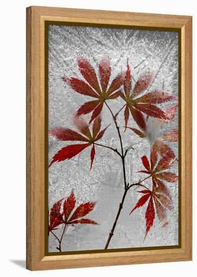 Red Maple-Secundino Losada-Framed Premier Image Canvas