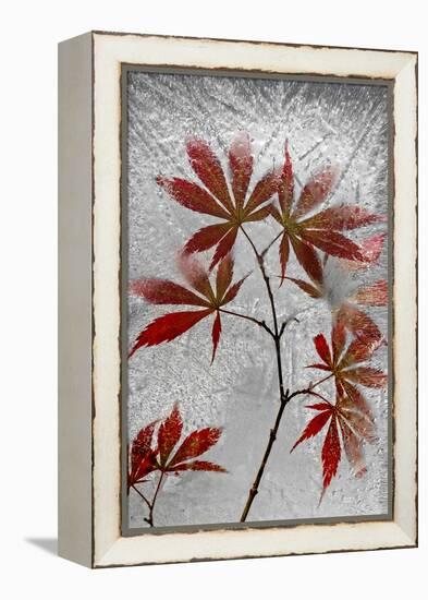 Red Maple-Secundino Losada-Framed Premier Image Canvas