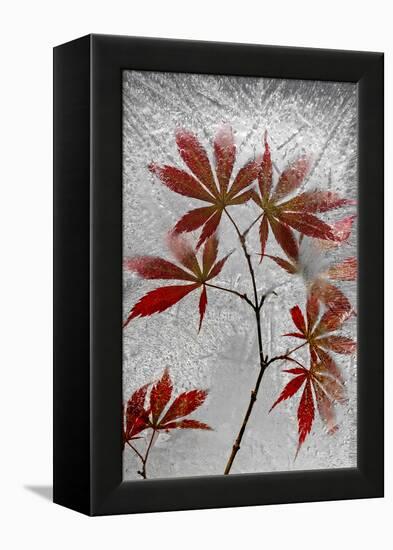 Red Maple-Secundino Losada-Framed Premier Image Canvas