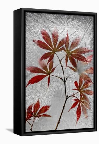 Red Maple-Secundino Losada-Framed Premier Image Canvas