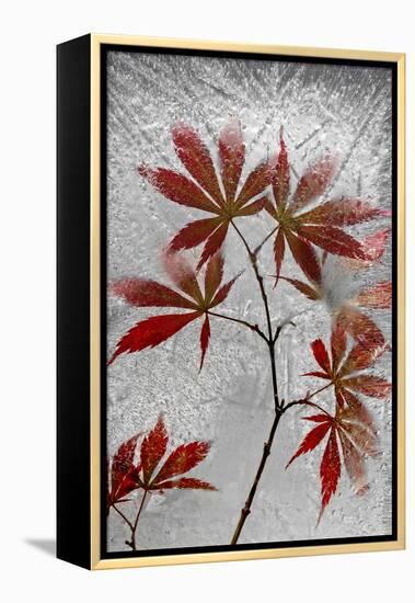 Red Maple-Secundino Losada-Framed Premier Image Canvas