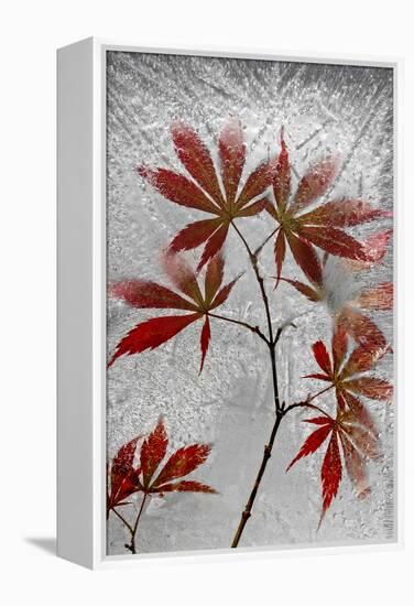 Red Maple-Secundino Losada-Framed Premier Image Canvas