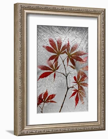 Red Maple-Secundino Losada-Framed Photographic Print