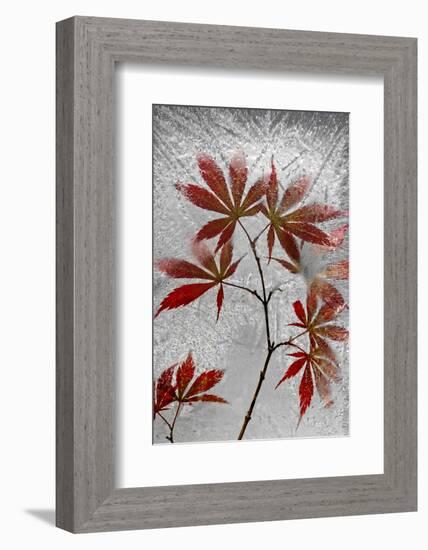 Red Maple-Secundino Losada-Framed Photographic Print