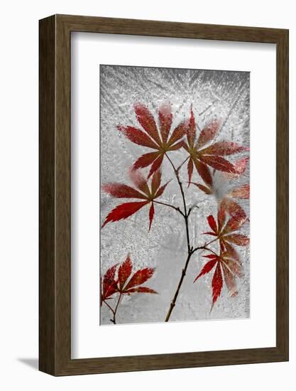 Red Maple-Secundino Losada-Framed Photographic Print