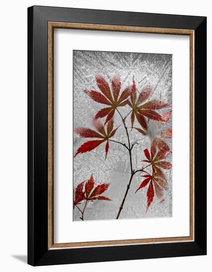 Red Maple-Secundino Losada-Framed Photographic Print