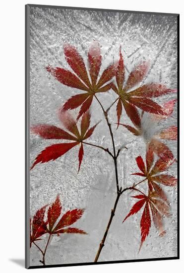 Red Maple-Secundino Losada-Mounted Photographic Print