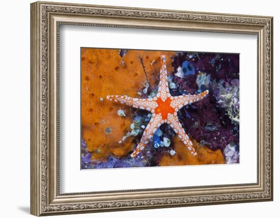 Red Mesh Starfish, Fromia Monilis, Ambon, the Moluccas, Indonesia-Reinhard Dirscherl-Framed Photographic Print