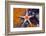 Red Mesh Starfish, Fromia Monilis, Ambon, the Moluccas, Indonesia-Reinhard Dirscherl-Framed Photographic Print