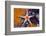 Red Mesh Starfish, Fromia Monilis, Ambon, the Moluccas, Indonesia-Reinhard Dirscherl-Framed Photographic Print