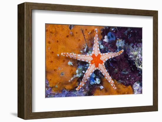 Red Mesh Starfish, Fromia Monilis, Ambon, the Moluccas, Indonesia-Reinhard Dirscherl-Framed Photographic Print