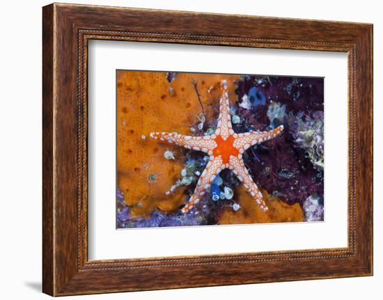 Red Mesh Starfish, Fromia Monilis, Ambon, the Moluccas, Indonesia-Reinhard Dirscherl-Framed Photographic Print