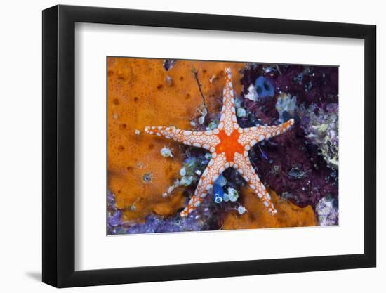 Red Mesh Starfish, Fromia Monilis, Ambon, the Moluccas, Indonesia-Reinhard Dirscherl-Framed Photographic Print