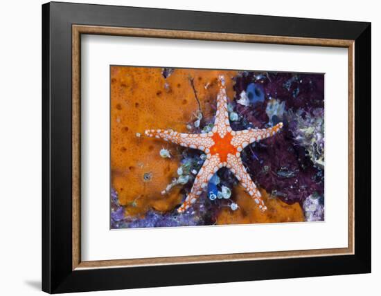 Red Mesh Starfish, Fromia Monilis, Ambon, the Moluccas, Indonesia-Reinhard Dirscherl-Framed Photographic Print