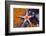 Red Mesh Starfish, Fromia Monilis, Ambon, the Moluccas, Indonesia-Reinhard Dirscherl-Framed Photographic Print