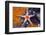 Red Mesh Starfish, Fromia Monilis, Ambon, the Moluccas, Indonesia-Reinhard Dirscherl-Framed Photographic Print