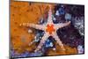 Red Mesh Starfish, Fromia Monilis, Ambon, the Moluccas, Indonesia-Reinhard Dirscherl-Mounted Photographic Print
