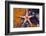 Red Mesh Starfish, Fromia Monilis, Ambon, the Moluccas, Indonesia-Reinhard Dirscherl-Framed Photographic Print