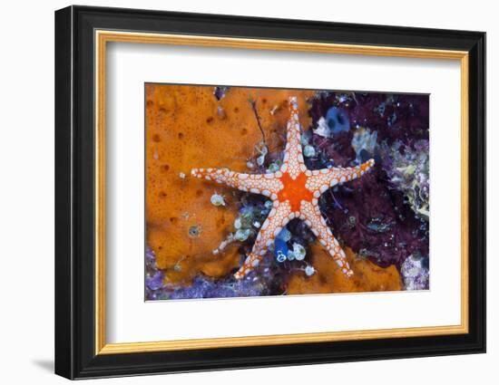 Red Mesh Starfish, Fromia Monilis, Ambon, the Moluccas, Indonesia-Reinhard Dirscherl-Framed Photographic Print