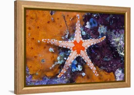 Red Mesh Starfish, Fromia Monilis, Ambon, the Moluccas, Indonesia-Reinhard Dirscherl-Framed Premier Image Canvas