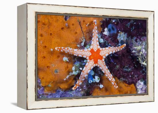 Red Mesh Starfish, Fromia Monilis, Ambon, the Moluccas, Indonesia-Reinhard Dirscherl-Framed Premier Image Canvas