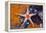 Red Mesh Starfish, Fromia Monilis, Ambon, the Moluccas, Indonesia-Reinhard Dirscherl-Framed Premier Image Canvas