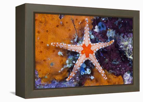 Red Mesh Starfish, Fromia Monilis, Ambon, the Moluccas, Indonesia-Reinhard Dirscherl-Framed Premier Image Canvas