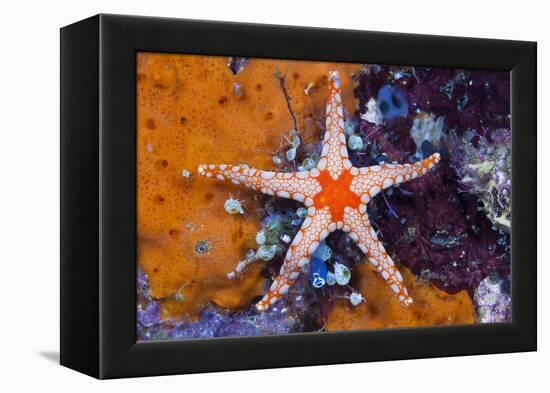 Red Mesh Starfish, Fromia Monilis, Ambon, the Moluccas, Indonesia-Reinhard Dirscherl-Framed Premier Image Canvas