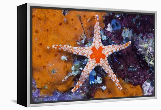 Red Mesh Starfish, Fromia Monilis, Ambon, the Moluccas, Indonesia-Reinhard Dirscherl-Framed Premier Image Canvas