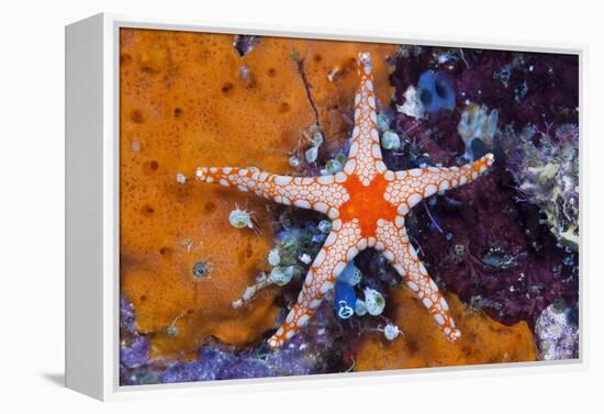 Red Mesh Starfish, Fromia Monilis, Ambon, the Moluccas, Indonesia-Reinhard Dirscherl-Framed Premier Image Canvas