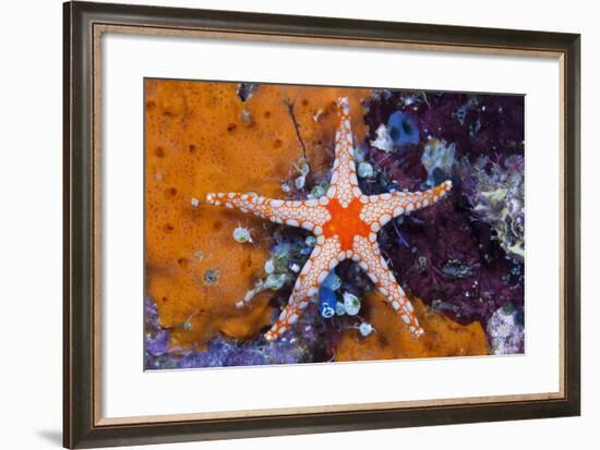 Red Mesh Starfish, Fromia Monilis, Ambon, the Moluccas, Indonesia-Reinhard Dirscherl-Framed Photographic Print