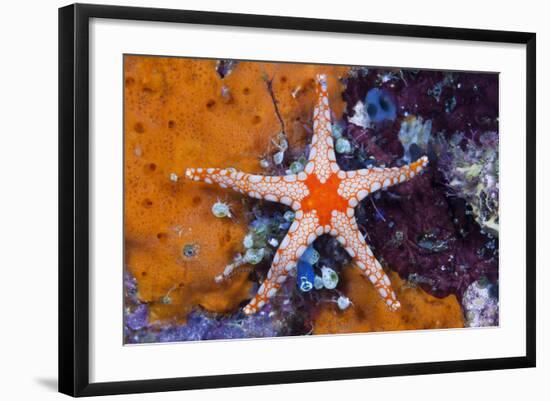 Red Mesh Starfish, Fromia Monilis, Ambon, the Moluccas, Indonesia-Reinhard Dirscherl-Framed Photographic Print