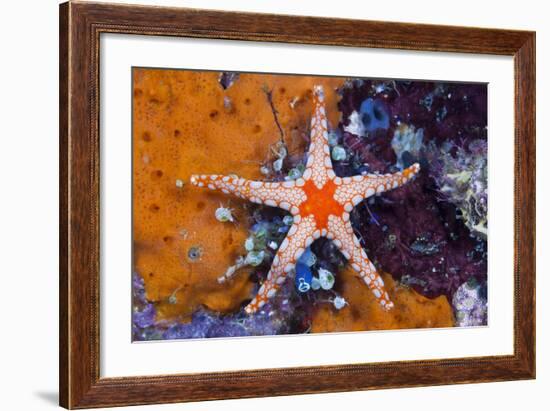 Red Mesh Starfish, Fromia Monilis, Ambon, the Moluccas, Indonesia-Reinhard Dirscherl-Framed Photographic Print