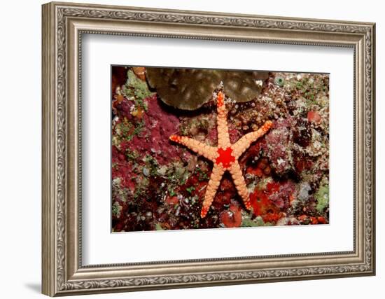 Red-Mesh Starfish (Fromia Monilis), Indian Ocean.-Reinhard Dirscherl-Framed Photographic Print