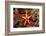 Red-Mesh Starfish (Fromia Monilis), Indian Ocean.-Reinhard Dirscherl-Framed Photographic Print