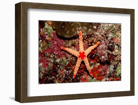 Red-Mesh Starfish (Fromia Monilis), Indian Ocean.-Reinhard Dirscherl-Framed Photographic Print