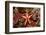 Red-Mesh Starfish (Fromia Monilis), Indian Ocean.-Reinhard Dirscherl-Framed Photographic Print