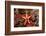 Red-Mesh Starfish (Fromia Monilis), Indian Ocean.-Reinhard Dirscherl-Framed Photographic Print