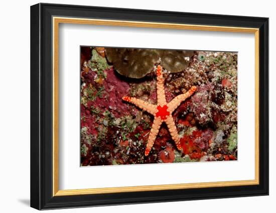 Red-Mesh Starfish (Fromia Monilis), Indian Ocean.-Reinhard Dirscherl-Framed Photographic Print