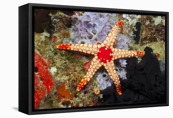 Red Mesh Starfish-Reinhard Dirscherl-Framed Premier Image Canvas