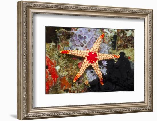 Red Mesh Starfish-Reinhard Dirscherl-Framed Photographic Print