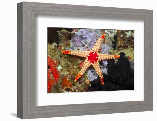 Red Mesh Starfish-Reinhard Dirscherl-Framed Photographic Print